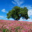 Oak tree and pink flowers