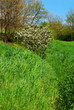 Green nature