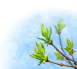 Young green leaves over blue sky
