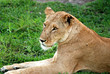 Lion Female Lion Female