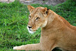 Lion Female Lion Female