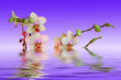 Orchid_relax