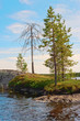 Live and dry pines on lake
