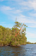 Coast of lake with the inclined pines