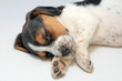 Photo: Tricolor beagle puppy sleeping Tricolor beagle puppy sleeping