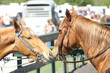 Horse kisses