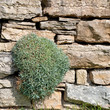Natursteinmauer mit Teppich-Schleierkraut