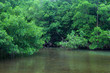 la mangrove à Sainte-Rose en Guadeloupe la mangrove à Sainte-Rose en Guadeloupe
