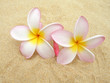 Frangipani am Strand