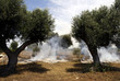 Foto: Pulizia di un uliveto in Puglia Pulizia di un uliveto in Puglia