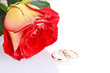 Two wedding rings with a fresh red rose as wedding concept