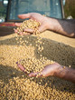 Soybean Harvest