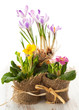 Colorful spring flowers
