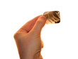 Tooth with sprig  x-ray in the hand isolated