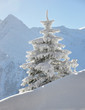 Foto: Schneebedeckter Tannenbaum Schneebedeckter Tannenbaum