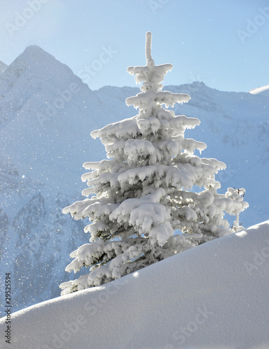 Foto: Schneebedeckter Tannenbaum Schneebedeckter Tannenbaum