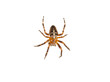 Cross spider
