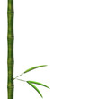 Branch of a bamboo with leaves Branch of a bamboo with leaves