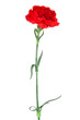 carnation close-up