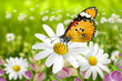 Schmetterling 103