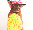 Osternhase