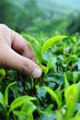 A hand plucking tea leaf at tea farm