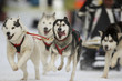 canvas print picture - Schlittenhunderennen