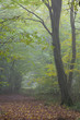 Old hornbeam tree over path in mist Old hornbeam tree over path in mist