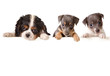 dog message