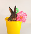 Osternhase