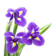 beautiful dark purple iris flower isolated on white background;
