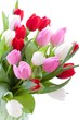 colorful tulips colorful tulips