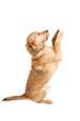 Hund bettelt