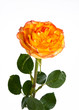 Single orange rose on isolating background