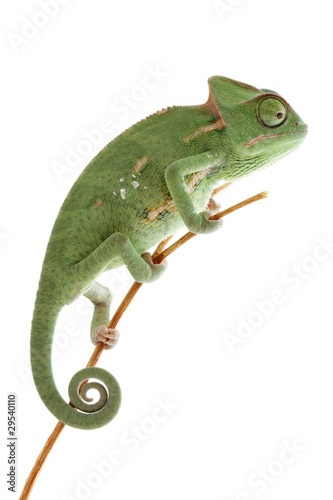 Photo : Baby chameleon posing in light tent, macro focused on eyes Baby chameleon posing in light tent, macro focused on eyes
