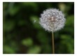 Pusteblume