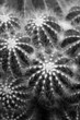 Photo: Cactus.. Cactus..