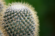 Photo: Cactus.. Cactus..