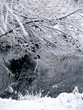 Forest lake. Winter.