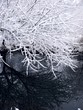 Forest lake. Winter.