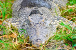 crocodile