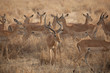Photo: Thompsons Gazelle Thompsons Gazelle