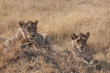 Photo: Female Lion s Female Lion s
