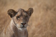 Photo: Female Lion Female Lion