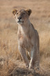 Photo: Female Lion Female Lion