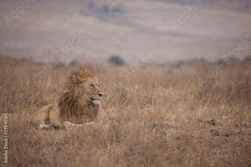 Photo: Male Lion Male Lion