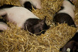 Ferkel schlafend im frischen Stroh