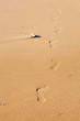 Photo: Row of human footprints on the beach sand Row of human footprints on the beach sand