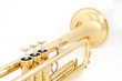 golden trumpet colseup golden trumpet colseup
