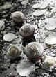 Cupcake_002